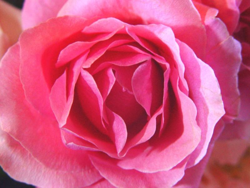 pink20rose