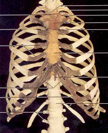 what is the anatomical name for the large flat bone at the front of the chest