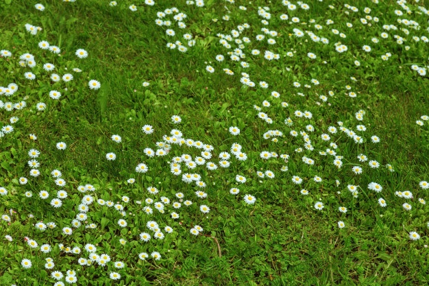 daisies and grass
