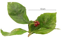 Psychotria ipecacuanha