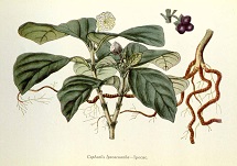 Cephaelis ipecacuanha