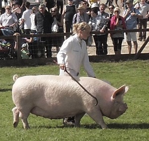 Middle white pig size