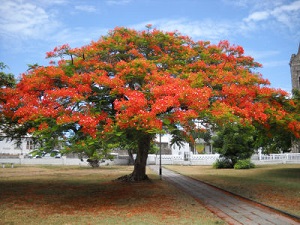 Poinciana or flame tree