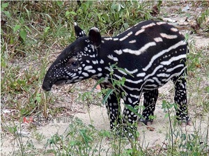 Tapir calf pattern