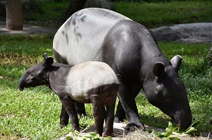 Tapir mother and her calf